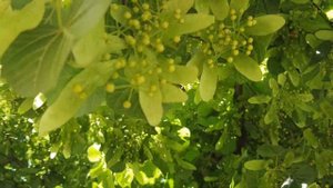 Шопен Танец Цветов Chopin Prelude E - Minor  Dance of amazing blue flowers