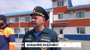 СОБАЧИЙ ЭКЗАМЕН. Большой город 27/05/2025