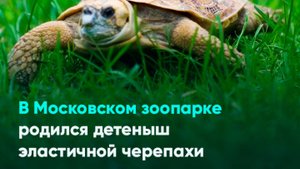 В Московском зоопарке родился детеныш эластичной черепахи