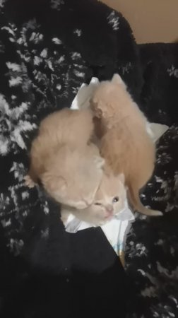 Котята
