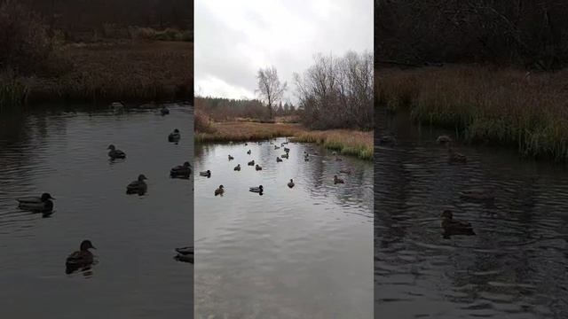 Уточки в усадьбе Н.К. Рериха в Изваре