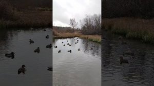 Уточки в усадьбе Н.К. Рериха в Изваре