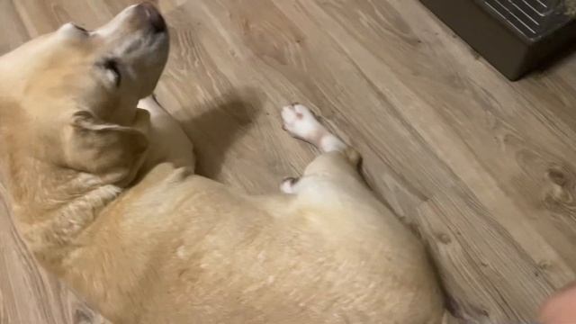 Дети релаксят, мама работает 🤗 Клавиатура для блонди? смотреть онлайн