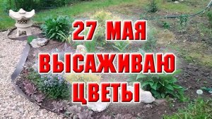 27 мая. Высаживаю рассаду цветов
