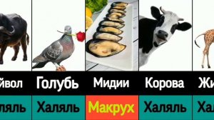 Какое мясо ХАЛЯЛЬ в исламе 2024