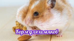 Урок 19. Корм для хомяков🐹🐹🐹