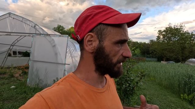 Живот на СЕЛО: В цъфналата РЪЖ ☼ Имение ХАЛО ☼