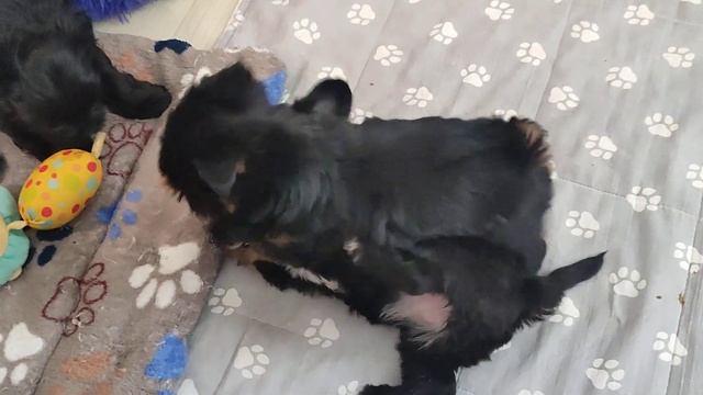 Продажа😃Питомник Йорк & Шпиц.Elite Pets,Крым, Евпатория 🌞 смотреть онлайн