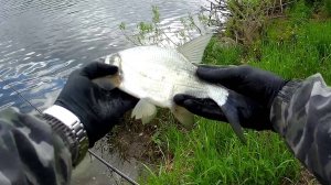 БОЛОНСКАЯ И МАТЧЕВАЯ УДОЧКИ НА РЕКЕ