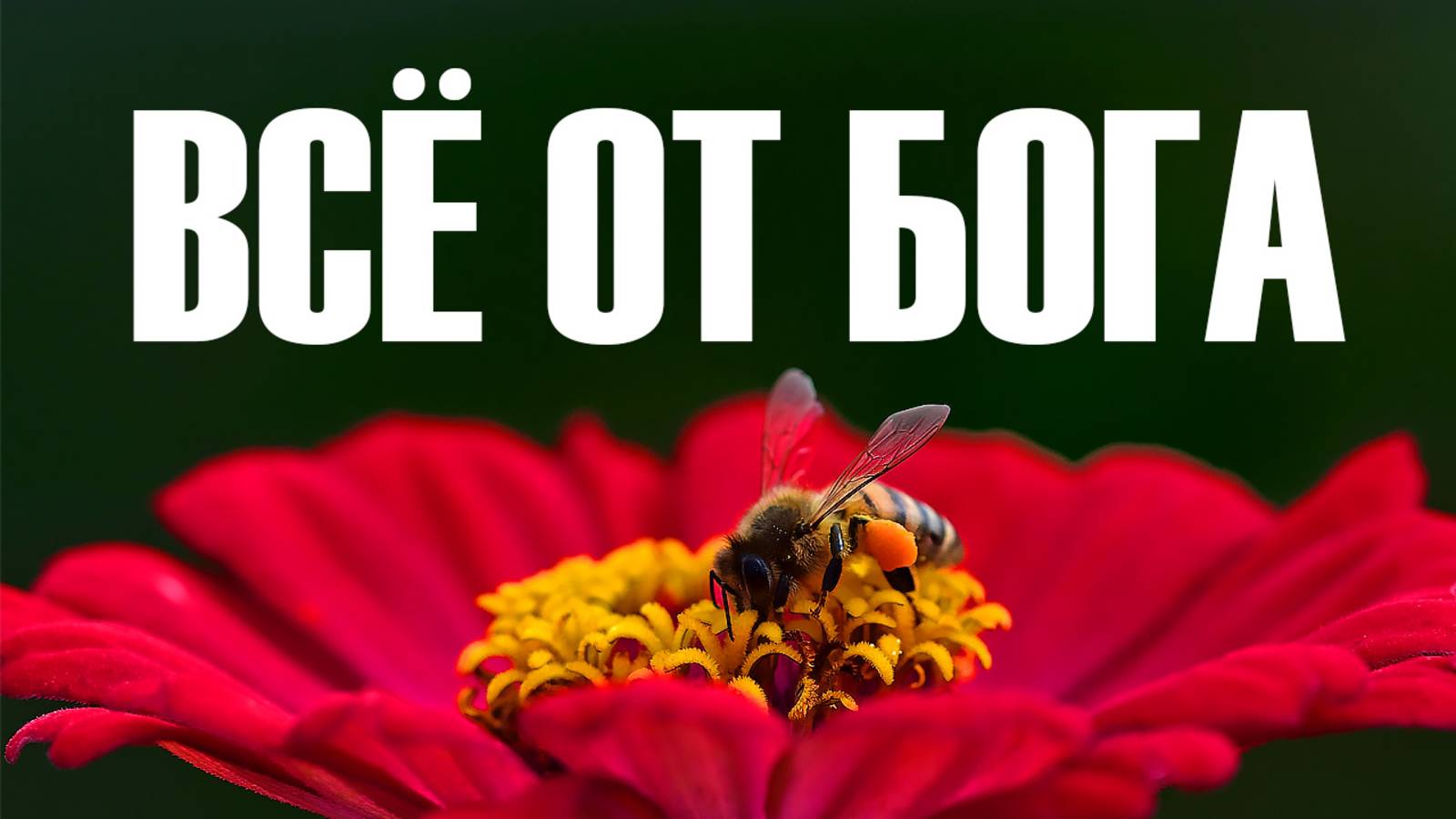 Всё от Бога (христианская песня)