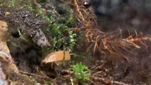 Мокрицы(Porcellionides pruinosus,"blue-powder",Рorcellio Laevis Dairy Cow,Porcellio Laevis "Orange"