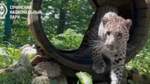 В Сочи подрастает молодой леопард Умка