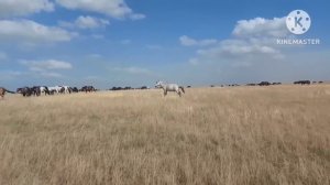 Жизнь в селе#Казахстан#Проезжали мимо,посмотрели лоша