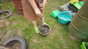 Подкормка огурцов и помидоров