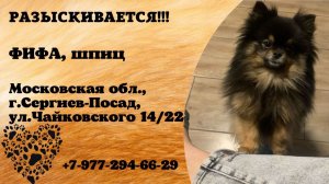 Пропала собака! ФИФА, шпиц. Московская обл., г.Сергиев-Посад.