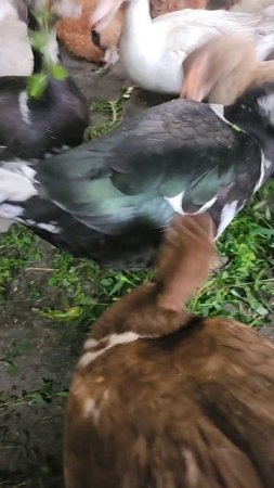 1000022405.mp4 уточки,,,