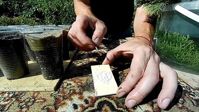 Размножение туи черенками 🌱Как укоренить туи