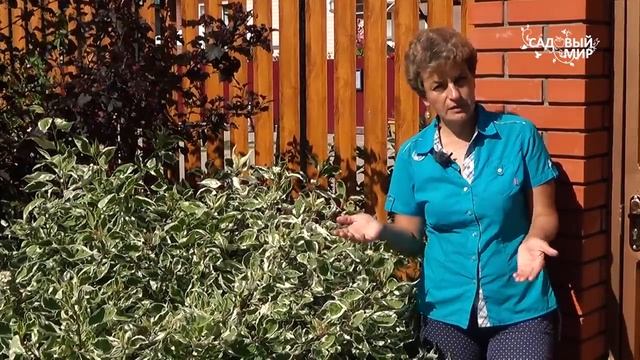 Самые неприхотливые растения, которые растут очень быстро