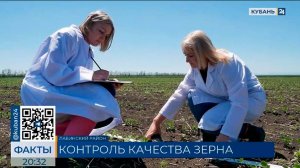 ТВ: К первым в этом году апробациям посевов приступили специалисты Новороссийского филиала ЦОК АПК