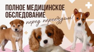 Полное медицинское обследования каждого щенка ✨