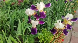 Поздравляем Людмилу Елисееву с днём рождения🎉🎈👑 28.05.25.