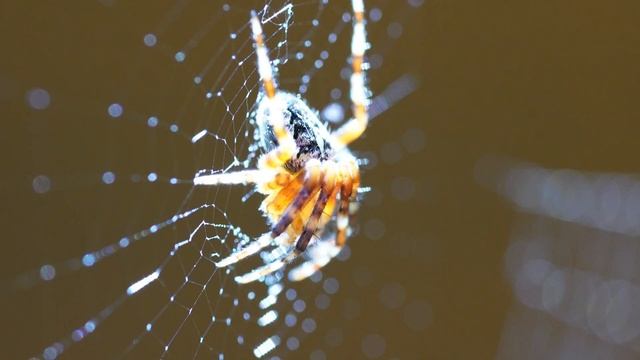 Обзор Sony FE 90mm F2.8 Macro — лучший макро- и портретный объек? смотреть онлайн