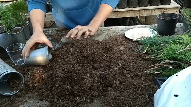 Размножение туиможжевельника черенками.