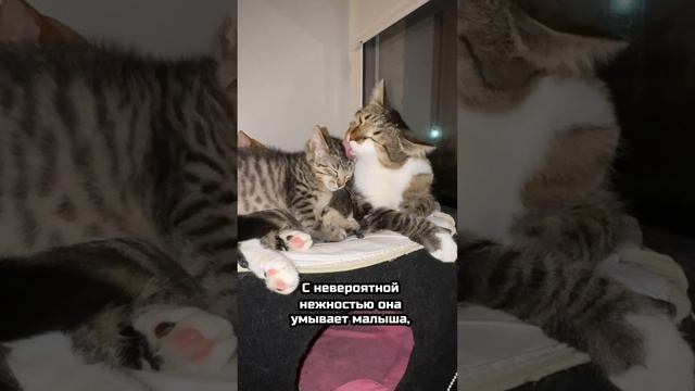 Спасённая кошка стала сердцем большой семьи! | Мия