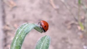 Смотри, какая КРАСОТА! Текст песни "О душе"