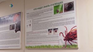 В Коми активизируют меры по борьбе с клещевым энцефалитом и боррелиозом