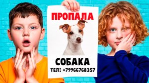Наша Собака ПРОПАЛА