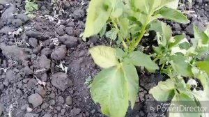 Я очень всем благодарна / Приступила к посадке перца.