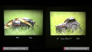 DRTV по-русски: Сравнение Nikon D500 и D750