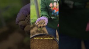 У вас будет целое облако прекрасных ароматных петуний до самых морозов! Как посадить петунию