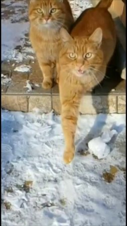 Смешные коты #56-10
