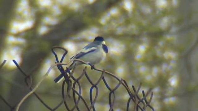 The white wagtail - Белая трясогузка