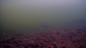 Съёмка на подводную камеру #2