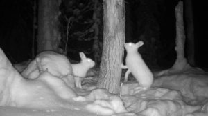 Охота на соболя.Сезон 3. Финал.