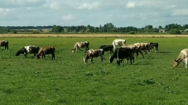 На лугу пасутся ко ... коровы ... Мууууу    Пейте дети моло смотреть онлайн