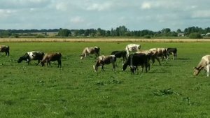 На лугу пасутся ко ... коровы ... Мууууу    Пейте дети моло