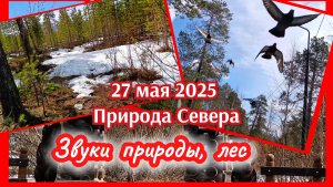 Звуки природы. Весенний лес. Природа Севера. 27 мая 2025.