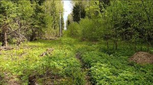 Где взять бесплатную мульчу из крупных опилок.mp4