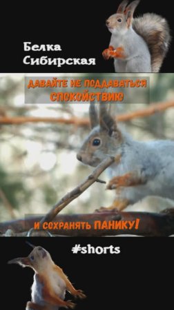 Белка много суетится