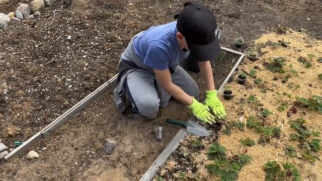 Дачные майские дела, высадила томаты. Появился помощник. Новое пространство для творчества.