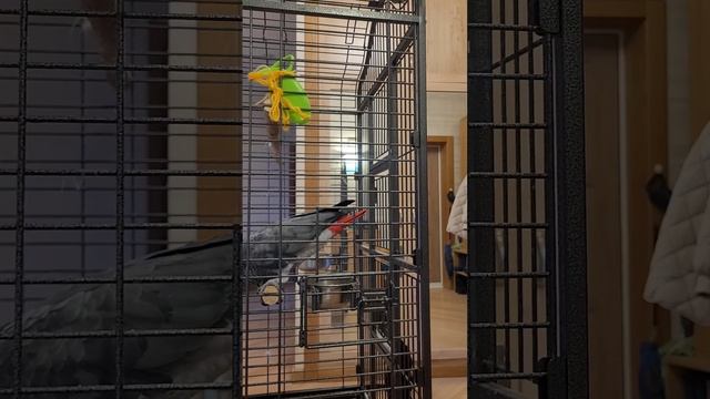 СПАЛИЛСЯ! Когда попугай Джокер не заметил скрытой кам? смотреть онлайн