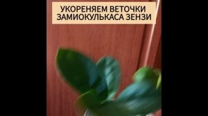 Советы по уходу за замиокулькасом