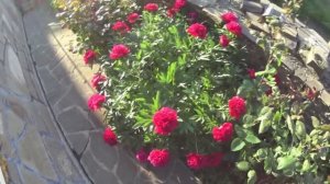 ЖИВЕМ В ДЕРЕВНЕ!ВЫСАДИЛИ ПЕРЕЦ,БАКЛАЖАНЫ И ПОМИДОРЫ!!ПРОПОЛКУ НИКТО НЕ ОТМЕНЯЛ!!