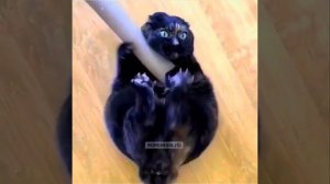 Смешная плюшевая раскорячка)