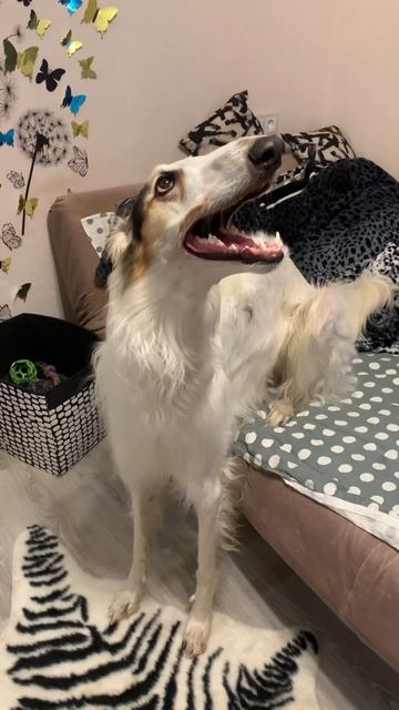 #borzoi #dog #doglover #борзая #русскаяборзая #greyhound #собаки #рпб #русскаяпсоваяборзая #собачки