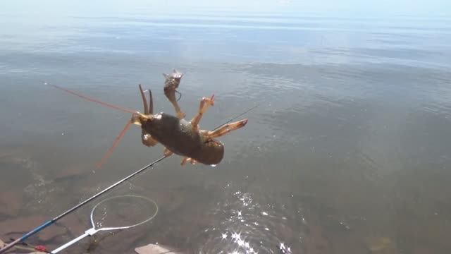 Нашатали лещей... Но раки в море есть...